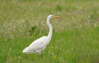 без име ( ID=2582027 ); Коментари:2