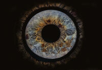 Ирис; comments:1