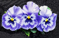 природа; comments:1