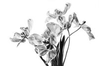 без име ( ID=2582134 ); Коментари:4