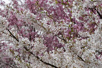 no name ( ID=2582210 ); comments:1