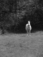 без име ( ID=2582233 ); Няма коментари