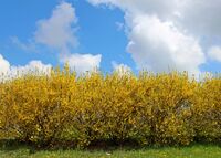 no name ( ID=2582235 ); No comments