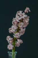 Ухание в мрака; comments:2