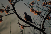 На залез; comments:1