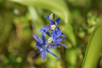 Синчец; comments:2