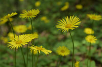 Жълта горска поляна; Коментари:2