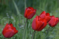 Лалета; No comments