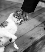 Погалване; Коментари:1