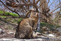 Котка №124; Коментари:2