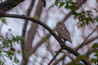 Чухал; comments:2