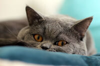 Сам в кадъра; Коментари:2