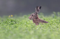 Див заек; Коментари:1