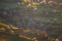 Ранна Родопска Пролет; Коментари:3