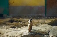 Като не знаеш за кой да гласуваш; Няма коментари