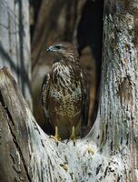 Любимо място; Коментари:2