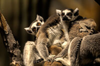 Пикабу; comments:3