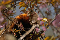 Red Panda; Коментари:1