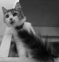 Нещо се случи!; Коментари:3