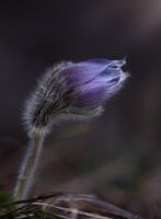 С дъх на пролет; No comments