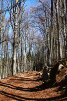 Да ти се прииска да се изгубиш в гората; Коментари:1