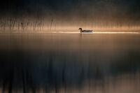 бял ангъч преди съмване (двойка); Коментари:3