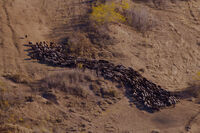 Пасторално край Карлово - 2; comments:6