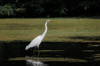 Голяма бяла чапла; Коментари:2