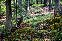 Среща...; Коментари:3