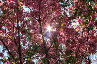 Пролет в розово; comments:1