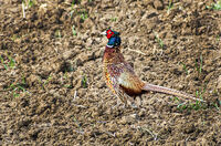 Пиле шарено; comments:3