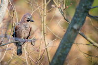 Сойка; Няма коментари