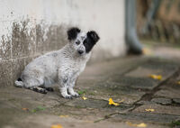 Гинко; comments:2