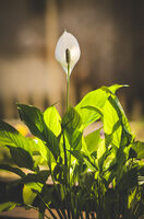 Spatifilum; comments:2