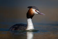 Wildlife; Коментари:1