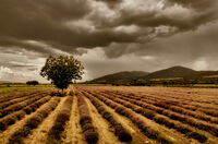 Нейде из лавандулите...; comments:4