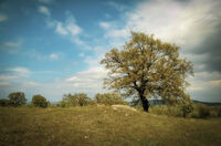 no name ( ID=2582740 ); comments:1