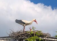 no name ( ID=2582759 ); comments:1