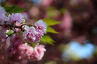 Розова магия; No comments