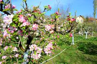 Ябълки; comments:2