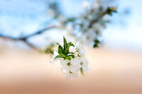 Пролетно; comments:2