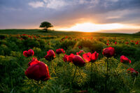 По залез слънце; comments:11