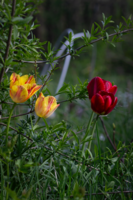 Пролетна картичка; comments:1