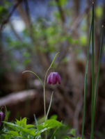 Пролетна картичка 2; No comments