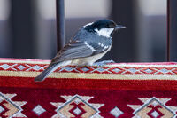 no name ( ID=2582900 ); comments:2