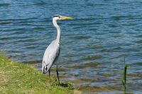 Наблюдение; comments:1