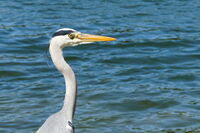 Спокойният наблюдател; comments:3