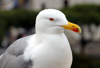 Жълтокрака чайка (Larus michahellis); comments:1