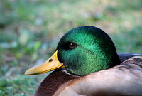 Зеленоглава патица (мъжка); No comments