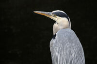 Голяма синя чапла; comments:2